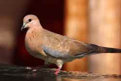 Dove (Laughing; Spilopelia senegalensis), taken by Charlesjsharp